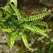 Image result for Aspleniaceae