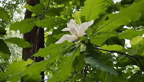 Small flowering trees in georgia. Top 50 Atlanta Trees Trees Atlanta