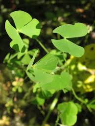 Image result for Marsilea apposita