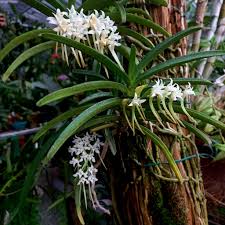 Image result for Cyrtorchis praetermissa
