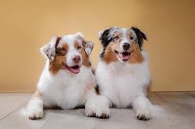 Maybe you would like to learn more about one of these? Male Vs Female Australian Shepherds What S The Difference