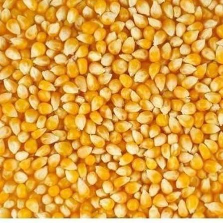 Maize Seeds agriculture product category