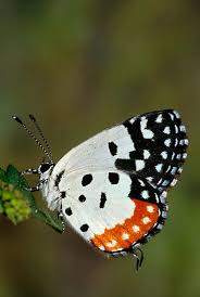 Black And White Striped Butterfly With Red Dots Red Pierrot Butterfly With Images Beautiful Butterflies Butterfly Colorful Butterflies