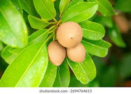 Image result for Manilkara zapota