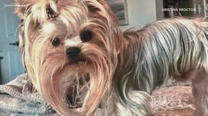 Call 810 for serious inquiries!!!! Queen Creek Yorkie Breeder Accused Of Taking Money Without Giving People Their Dogs 12news Com