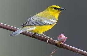 These pictures have been taken, some at concerts, but mostly on our annual tours of kent churches in may, when the quire, with invited musical friends. Woods Wildlife And Warblers Audubon New York
