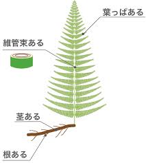 中1理科 テストに出やすい イヌワラビの特徴5つのまとめ Qikeru 学びを楽しくわかりやすく