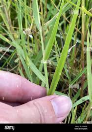 Image result for Panicum repens
