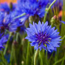 Blue Cornflower Bachelor Button Seeds American Meadows