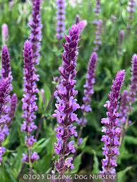 Image result for Salvia