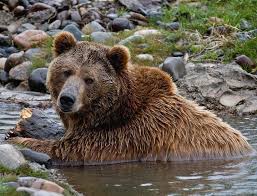 Image result for Ursinia montana