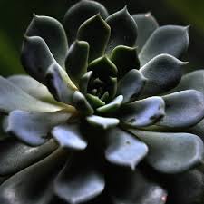 We did not find results for: Evolution Pie The Sacred Geometry Of Plants