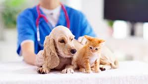 5 Questions to Ask your Vet - Mission Ridge Animal Hospital