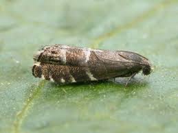 Image result for Cydia microgrammana