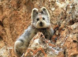 Very Cute Magic Rabbit Which Is More Endangered Than The Panda Cute Endangered Animals Endangered Animals Rare Animals