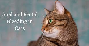 Clinical signs of intestinal cancer are weight loss, loss of appetite, vomiting, diarrhea and blood in vomit or feces. the usual clinical signs of intestinal cancer are weight loss, loss of appetite, vomiting, diarrhea and blood in vomit or feces. Anal And Rectal Bleeding In Cats Cat World