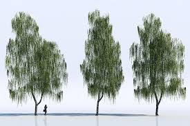 Free 3d Models Trees Viz People Model Tree 3d Tree 3d Architectural Visualization