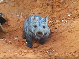 Image result for Northern hairy-nosed wombat