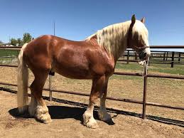 Belgian heavy horse, american type. Ben Belgian Draft Ben Belgian Draft Horse Stallion