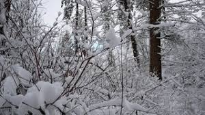 Twig Meaning In Tamil Shabdkosh