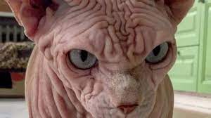 وحملت القطة مولودها المريض بأسنانها إلى مستشفى في مقاطعة كاراباغلار. Ø¨Ø§Ù„ØµÙˆØ± Ù‚Ø·Ø© ØºØ§Ø¶Ø¨Ø© ÙˆØºØ±ÙŠØ¨Ø© Ø§Ù„Ø´ÙƒÙ„ ØªØ¹Ø±Ù Ø¹Ù„Ù‰ Ø³Ù„Ø§Ù„ØªÙ‡Ø§