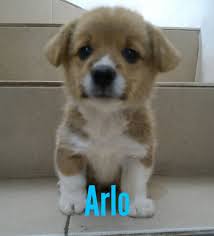 Mbis.biss.bpis ina lux hr int ch moonfrost master of magik (draco) import uk ( marahootay. Dijual Anjing Welsh Corgi Pembroke Jual 4 Ekor Anakan Corgi Jantan Lokasi Tangerang Minat Hub 0811892221 No Iklan 1761 In Welsh Corgi Anjing Corgi