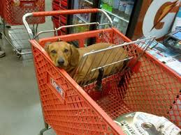 Shopping At Home Depot Dachshund Doxie Dachshund Dog Weenie Dogs Dachshund Mom