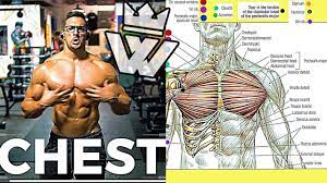 Find out more about the individual muscles within the chest anatomy by clicking their respective links throughout this page. Full Chest Arms Workout 9 Effective Exercises Youtube