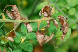 Image result for tomato seedling botrytis