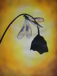 Dragonfly Yellow Background Dragonfly Art Bug Art Dragonfly