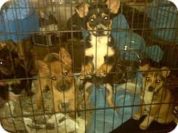 Click the adopt button at the top and then check out pets available for adoption from dogs to cats to horses. Derry Nh Chihuahua Meet Chihuahus Puppies A Pet For Adoption