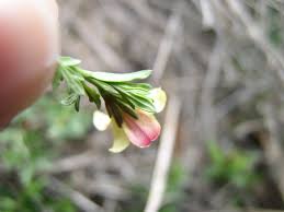 Image result for Menodora heterophylla