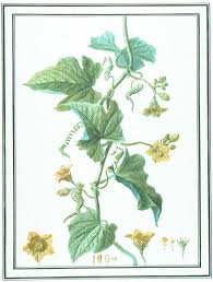 Image result for Coccinia subsessiliflora