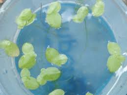 Image result for Lemna aequinoctialis