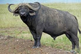 Afrika Mandasi 2020 Memeliler Hayvan Hayvanlar