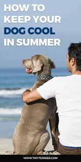 How To Keep Your Dog Cool In Summer 19 Ideas To Stop Dogs From Overheating Outside Dogs Your Dog Summer Dog