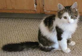 The cat ear headphones are super affordable along with excellent features. How To Tell If Your Cat Is A Maine Coon Mix Kittentoob