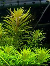 Image result for Lagarosiphon cordofanus