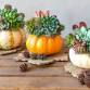 Mini Pumpkin Succulent Centerpiece event image