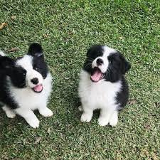 Puppies Border Collies Bordercollie Collie Puppies Border Collie Dog Collie Dog