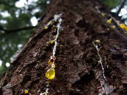 Often the reason we encounter sap on the outside of a tree is because something is wrong. A Guide For Removing Tree Sap From Your Ride
