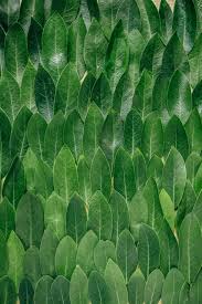 See more ideas about leaf texture, texture, textures patterns. Leaves Texture Pictures Download Free Images On Unsplash