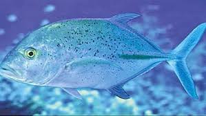 تعر ف على أفضل أنواع الأسماك البحرية فوائده مذهلة صحيفة تواصل الالكترونية