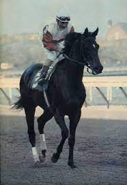 ruffian my heart still breaks for what she never had the chance to show us and for the tragic end to an amazing pretty horses horses thoroughbred horse racing