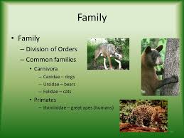 Animal Classification Ppt Video Online Download