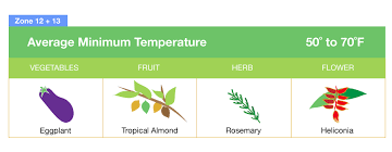 It thrives in full sun in zone 9. Planting Zones Map Find Your Plant Hardiness Growing Zone