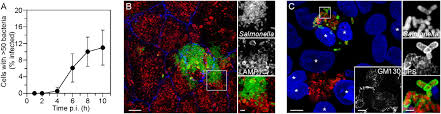 Weird laws from around the world. Dissemination Of Invasive Salmonella Via Bacterial Induced Extrusion Of Mucosal Epithelia Pnas