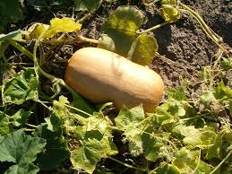 Image result for Cucurbita moschata