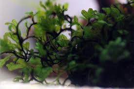 Image result for Crepidomanes