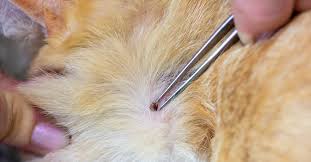 How to get rid of flies naturally and effectively. How To Remove A Tick Head That Breaks Off From Its Body